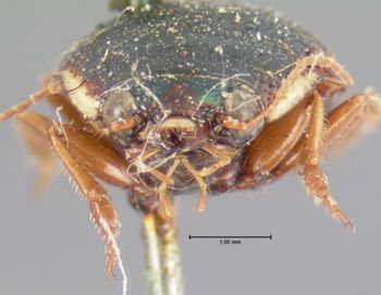 Media type: image;   Entomology 128 Aspect: head frontal view